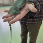 Spotkanie z Panem Pająkiem i jego zwierzętami 