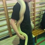 Spotkanie z Panem Pająkiem i jego zwierzętami 