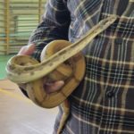 Spotkanie z Panem Pająkiem i jego zwierzętami 