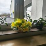 Akcja Żonkile w naszej szkole